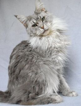 MAINE COON mit Stammbaum vom Züchter, Kastratin, 1 3/4 J. - Hannover