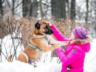 Bizon❤️sucht Pflege- oder Endstelle - Rott (Inn)