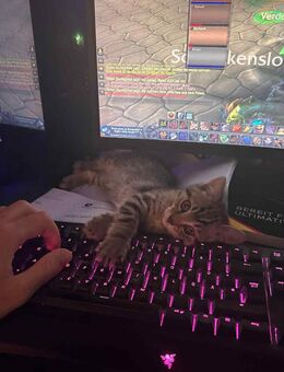 BKH / EKH Mischlingskätzchen - Handaufzucht - Kitten - 100% Stubenrein - Kuscheln sehr gerne - abgabebereit - Stuttgart