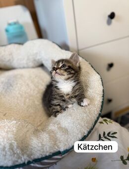 5 Zuckersüße Norweger-EKH-Mix Kitten suchen ihr Für-Immer-Zuhause! - Jena