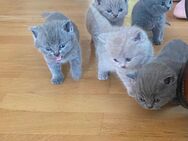 Reinrassige BKH Kitten zu verkaufen - Mellingen