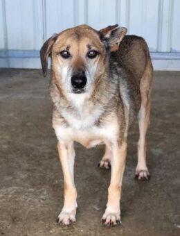 Cap sucht seine Familie - Schlitz