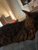 Bengal Katze nala sucht neues Zuhause in 02625