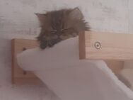 Perser Kitten - Hückelhoven