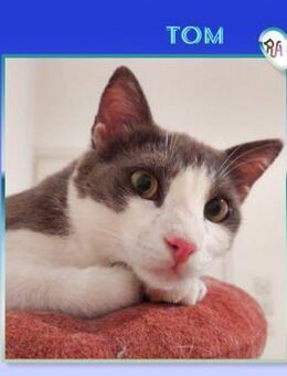 Tom sucht seine Kuschelhöhle - Alfeld (Leine)