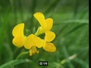 Gewöhnlicher Hornklee, Wiesen- Hornklee (Lotus corniculatus) - Horgenzell