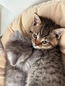 Bkh kitten sucht ein Liebevolles neues Zuhause - Neckartenzlingen