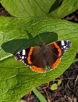 trans Frau sucht Mann - Halle (Saale)