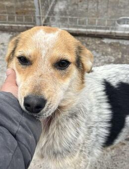 Hanni sucht liebe Menschen - Neuhausen (Fildern)