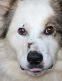 Amur - freundlicher Rüde - Lohra