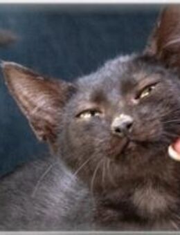 Samira, ein verschmustes Katzenkind - Brunstorf