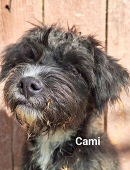 Nami und Cami - Dreikirchen