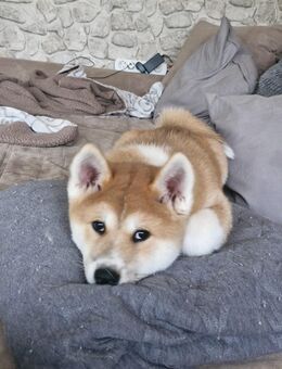 3 Akita Inu Welpen suchen ihre Menschen - Cornberg