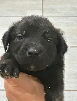 Mischling - Marl Zentrum