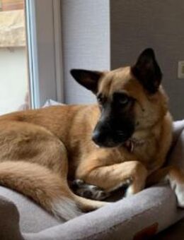 Rumo - Witzbold mit Charakter - Kallmünz