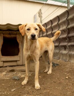 Olina-hübsche Hündin sucht ihre Menschen - Kallmünz