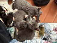 BKH Mix Kitten suchen liebevolles Zuhause - Celle Zentrum