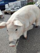 Dekofigur Schwein Gartendeko Deko in 06313