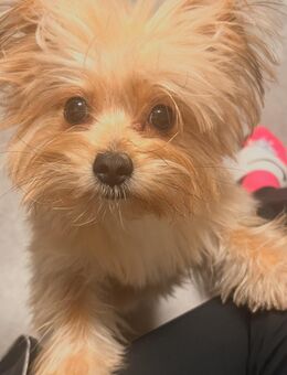 ✨Wundervoller Pom-Yorki Rüde sucht ein zuhause✨ - Köln