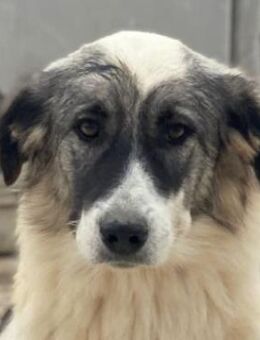 Ravli, geb. ca. 12/2024, GRIECHENLAND - Euskirchen