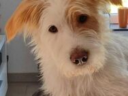 Schwobaseggl Lio: junger Hund mit Herz - Endingen (Kaiserstuhl)