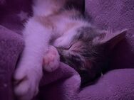 Zwei Maine-Coon-Mix-Babys suchen gemeinsam ein liebevolles Zuhause - Hamburg Hamburg-Nord
