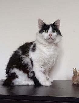 🌟Charmanter Ole sucht Dich🌟 - Eislingen (Fils)