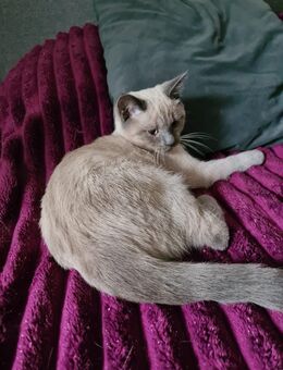 Süße BKH sucht ein neues Zuhause! - Wittmund