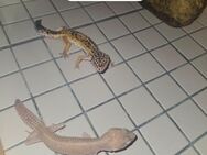 2 Leopardgeckos - Hildesheim