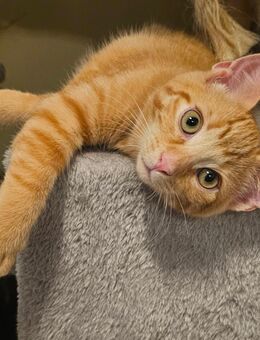 Babykitten - Lippstadt