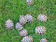 Griechische Landschildkröten - Dachau