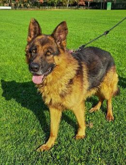 NOTFALL Vox Großer Freund fürs Leben - Obertshausen