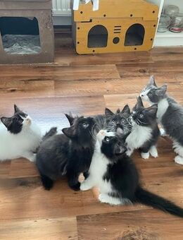 XXL Maine Coon Kitten suchen neues liebevolles Zuhause - Göppingen