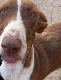 BERTO - ein stiller Beobachter! - Sulzbach-Laufen