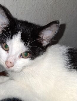 EKH / Mix Kitten ab sofort abzugeben - Magdeburg