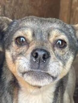 Sally ist eine unsichere kleine Maus 🐾 - Elsdorf (Nordrhein-Westfalen)