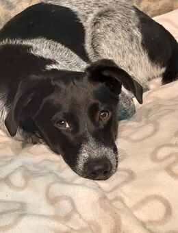 Oreo - Mönchengladbach