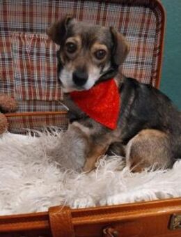 Layla 30 cm (Pflegestelle) - Alpenrod