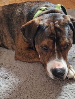 Mischling sucht Zuhause - Dresden