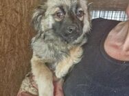 DOOLITTLE ~ ganz süßer Hundejunge - Duisburg