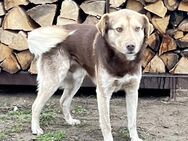 Cody wartet seit 3 Jahren in Rumänien - Markkleeberg