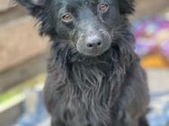 RUDI (*2023) sucht ein liebevolles Zuhau - Landau (Pfalz)