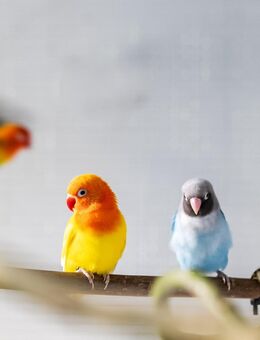 Pfirsichköpfchen (Agapornis fischeri) und Rußköpfchen (Agapornis nigrigenis) von 2025 zu verkaufen - Gommern