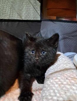 Kater BALU-im letzten Moment gerettet - Augsburg