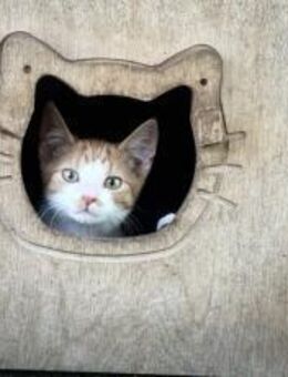 Leises Glück auf leisen Pfoten: Fridolin - München