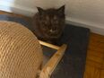 Baby Katzen in 44867
