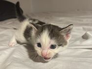 Hauskatzen suchen neues Zuhause - Hechthausen