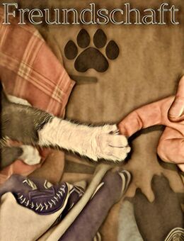 Suche kleine Katze oder Kater! - Waldbröl Zentrum