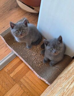 BKH Kitten - Oberaula