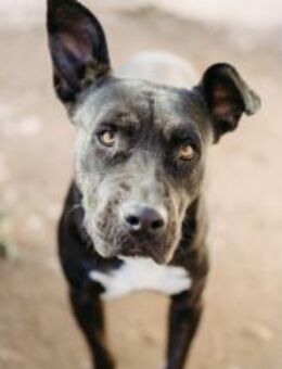 LUNA - aufgeschlossene, liebe Hündin - Kallmünz